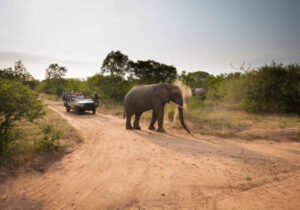 Game drive