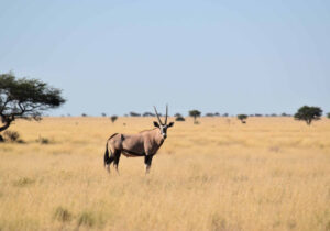 Oryx antelope