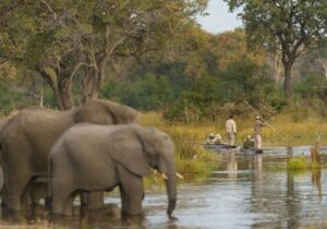 chobe national Park