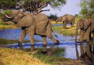 Elephants in Botswana