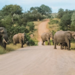 kruger national park