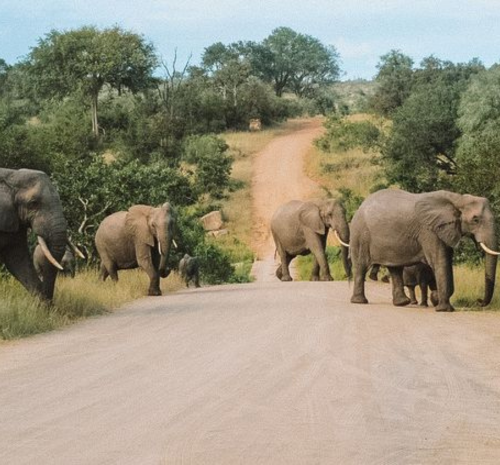 kruger national park