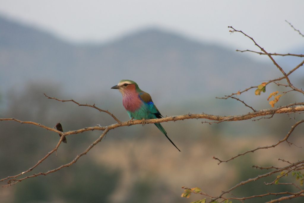 birding in the Kruger National Park