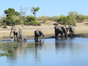 Chobe National Park Safari