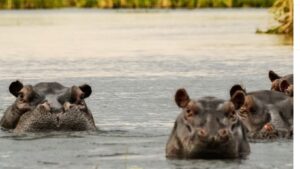 Okavango Delta safari