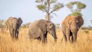 Kruger National Park Safari