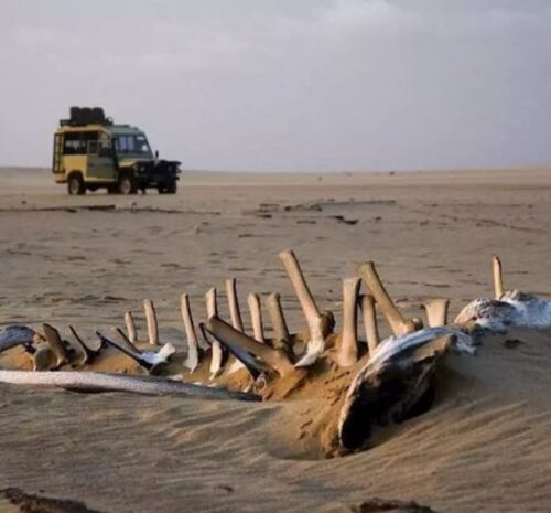 Skeleton Coast Safari