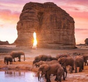 desert elephants