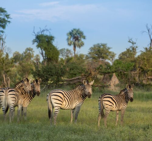 zebra migration