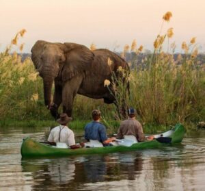 Canoe safaris