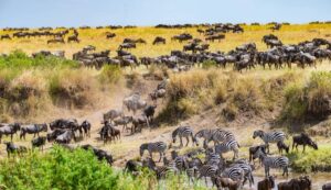 Masai Mara safari bucket list