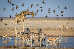 Animals at a waterhole in Etosha National Park