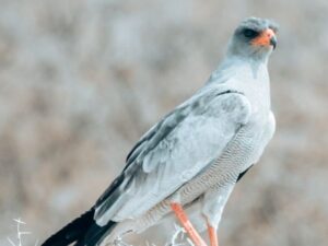 birding at Etosha National Park