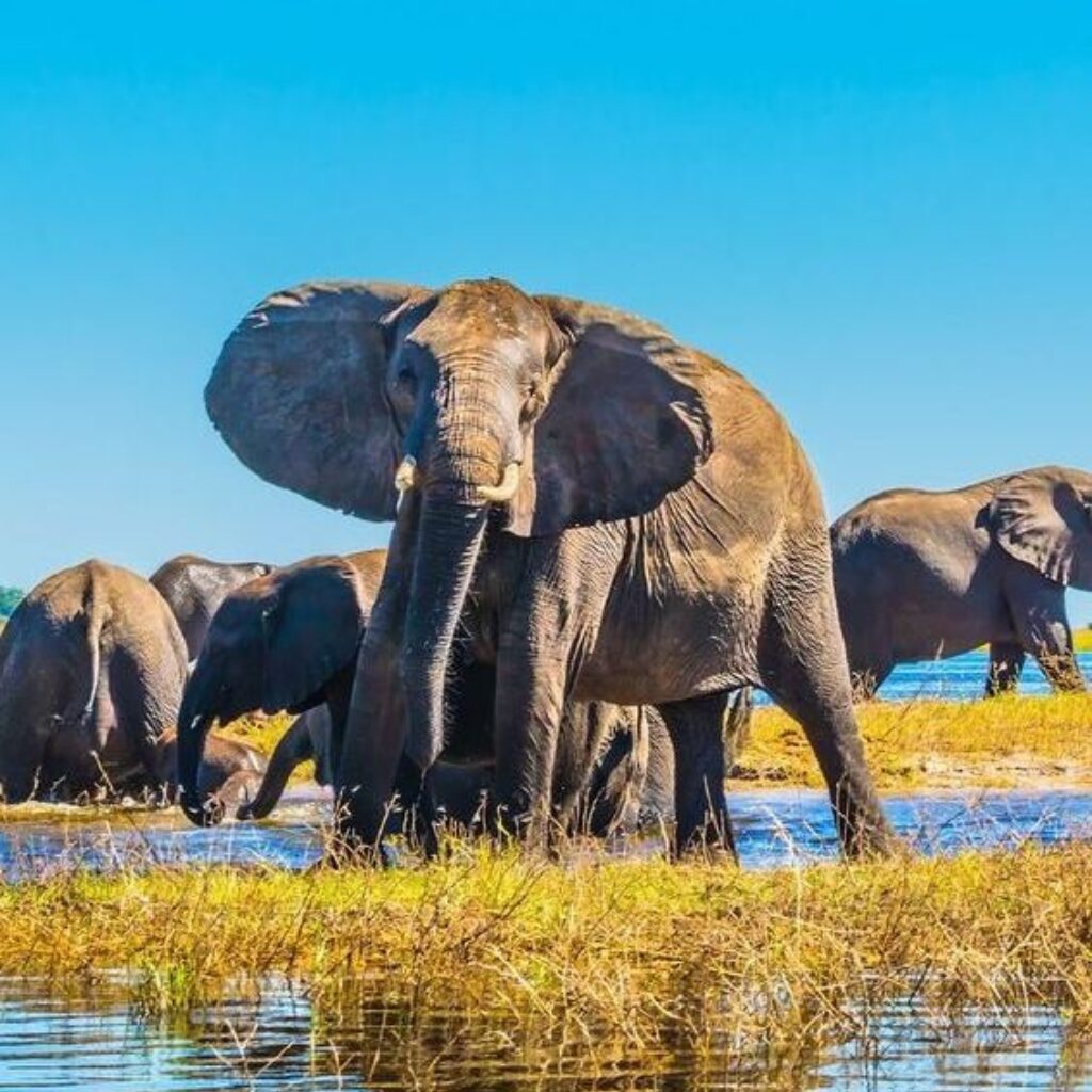 Okavango Delta Safari