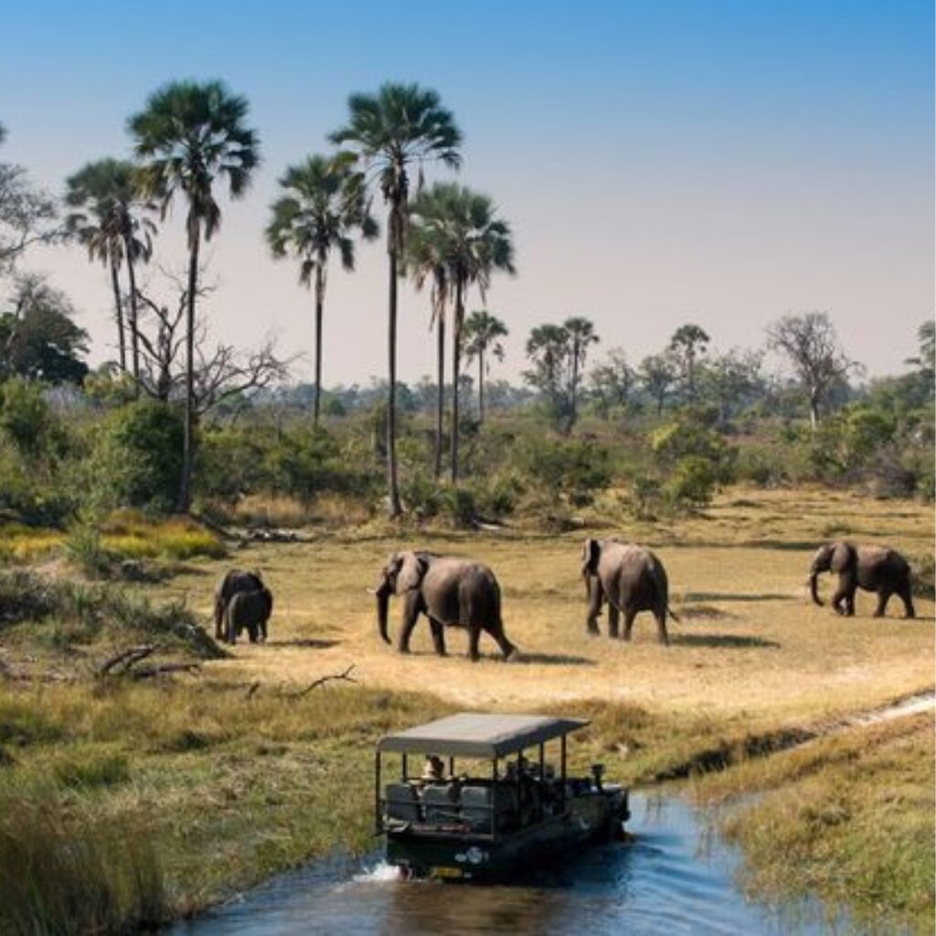 Moremi National Park Botswana