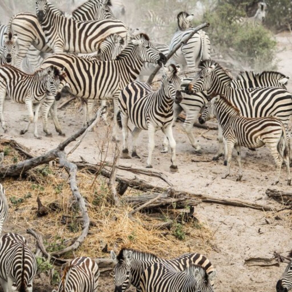 Makgadikgadi Pans National Park Safari