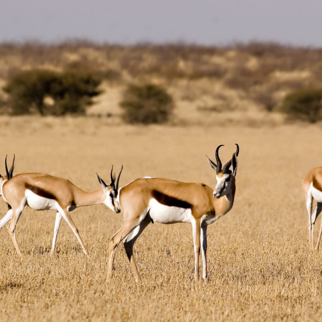 Central Kalahari Game Reserve Safari