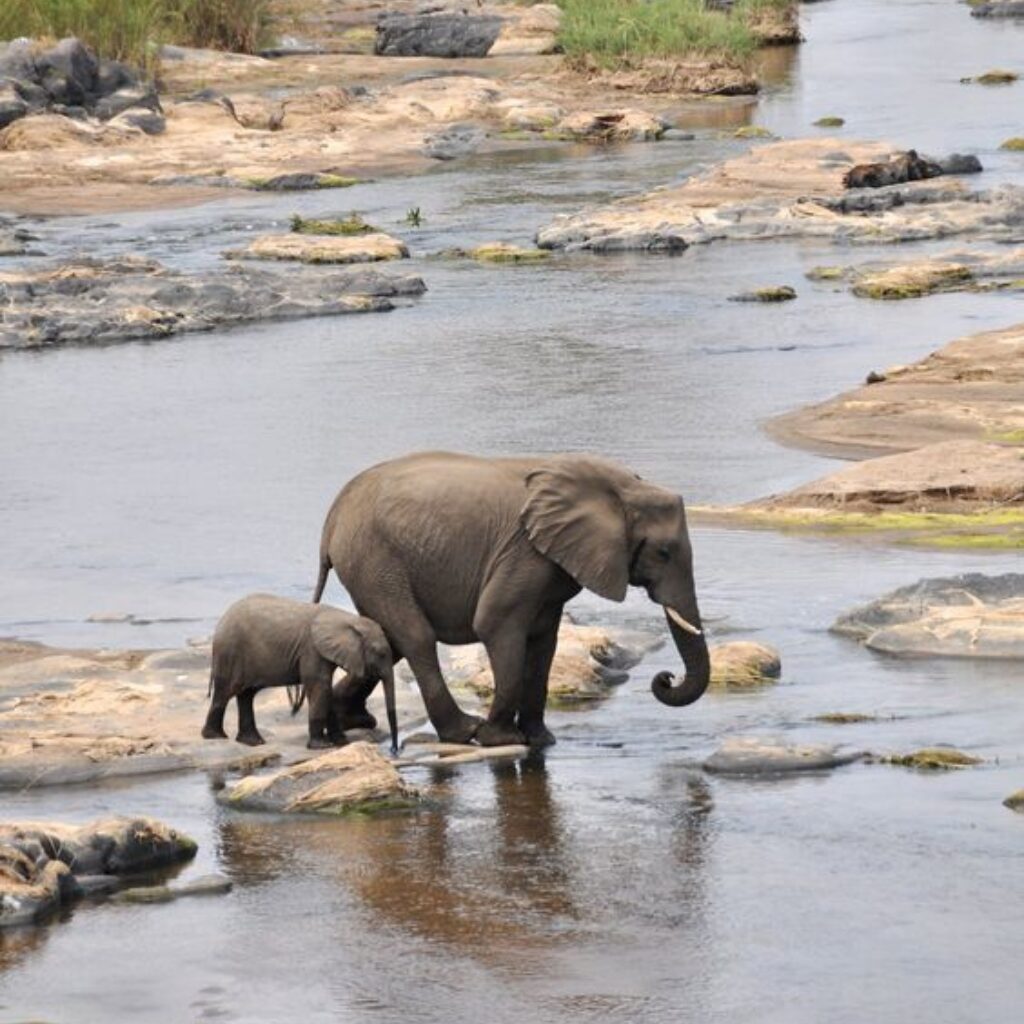 Elephants in the Kruger National Park