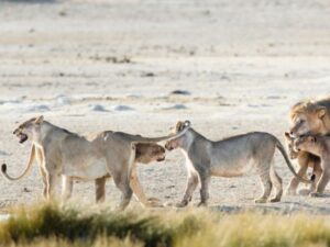 Lions in Etosha National Park