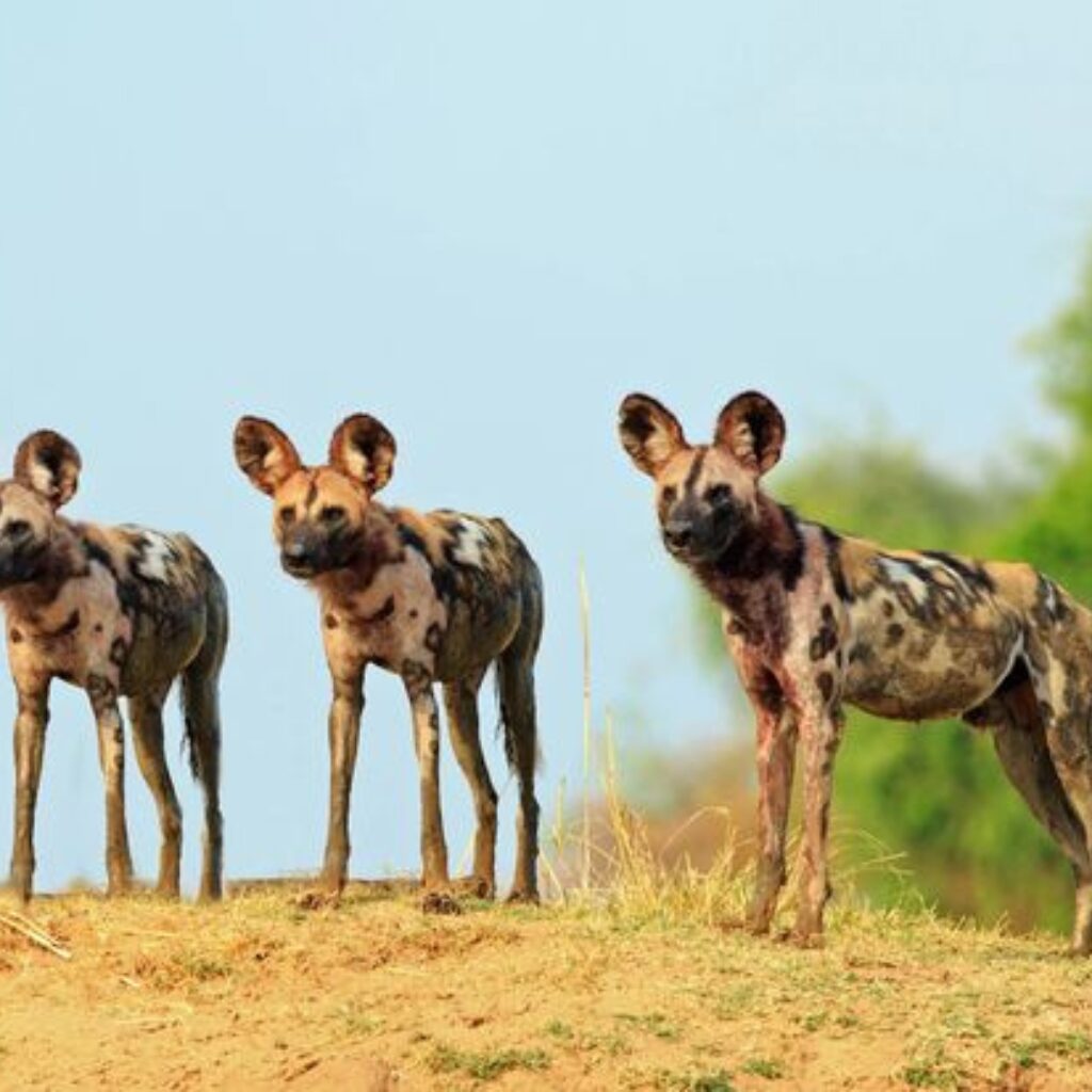 Wild dogs in Madikwe Game Reserve