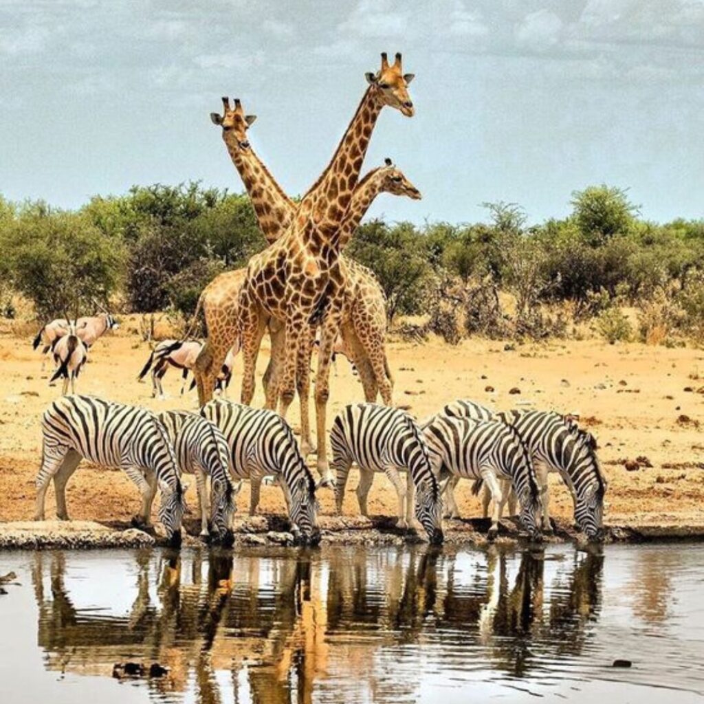 Etosha National Park