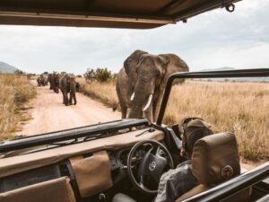 Elephants in South African Safaris