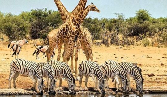 Etosha National Park Safari