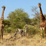 Safaris Near Johannesburg