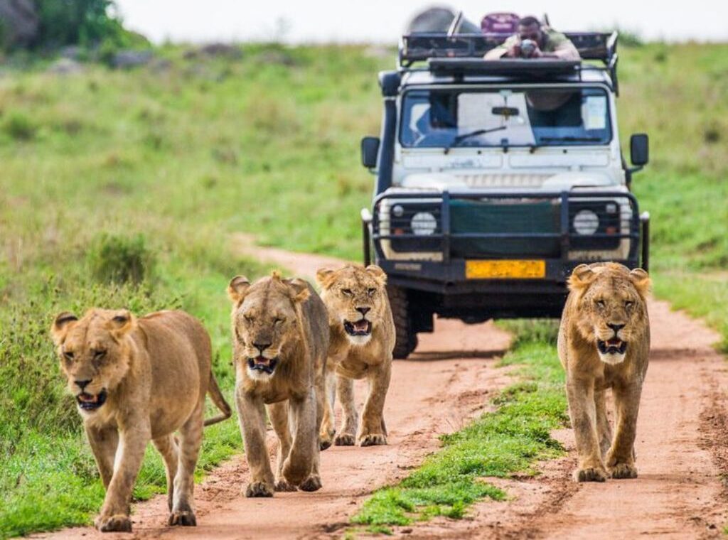 lions on safari destinations where its malaria-free