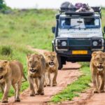 lions on safari destinations where its malaria-free