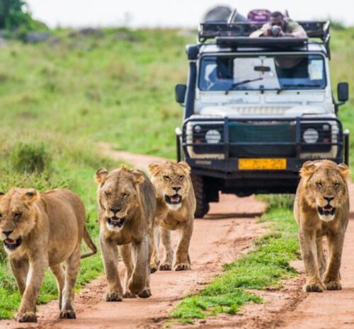 lions on safari destinations where its malaria-free