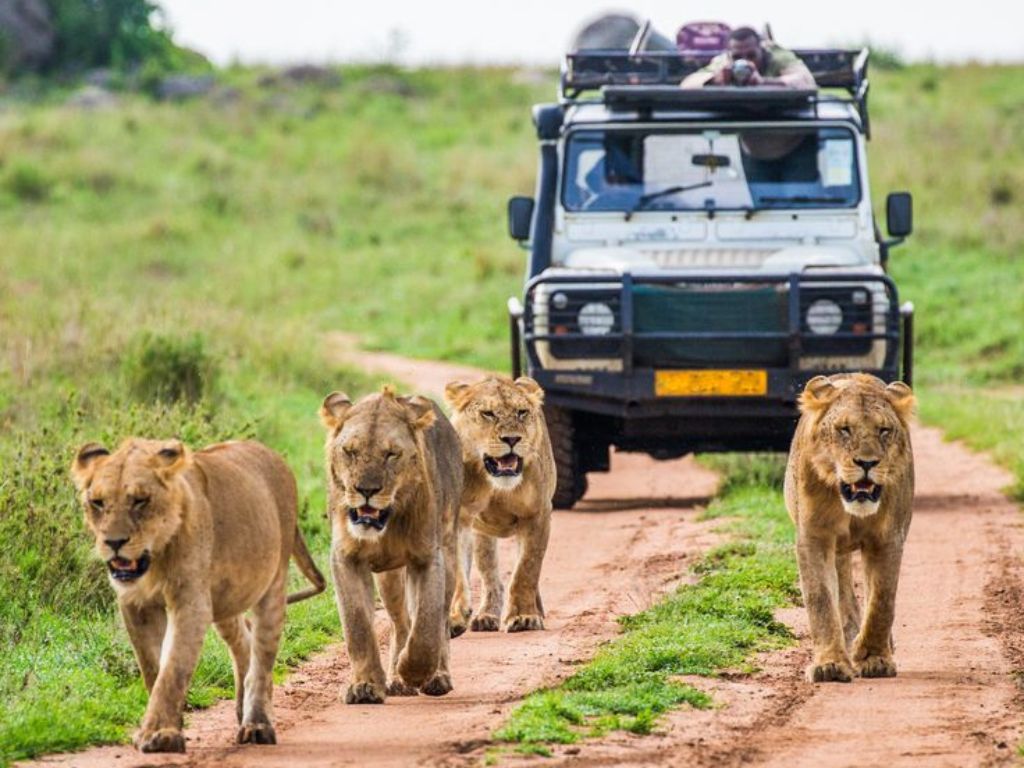 lions on safari destinations where its malaria-free