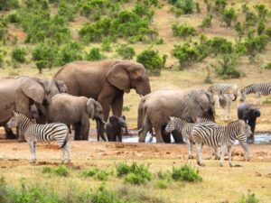 Elephants and Zebras in an overlooked safari destination.