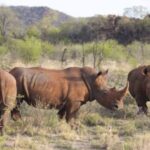 Madikwe Safaris