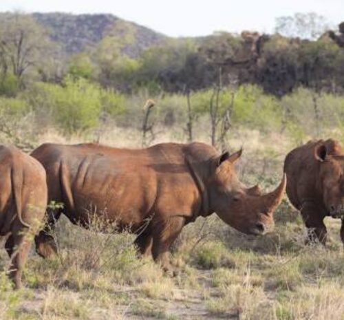 Madikwe Safaris