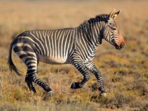 Zebra in an overlooked safari destination.