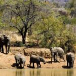 Pilanesberg safaris