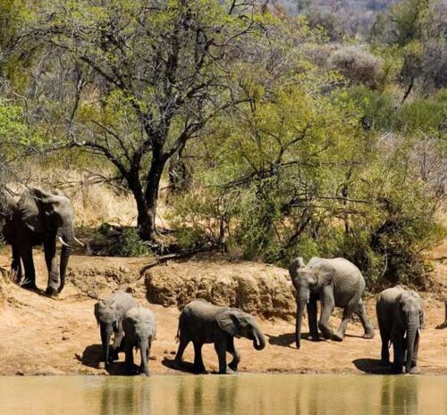 Pilanesberg safaris