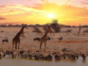 animals in safari where its malaria-free