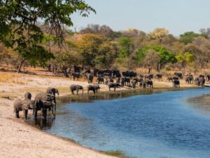 elephant viewing in safari where its malaria-free