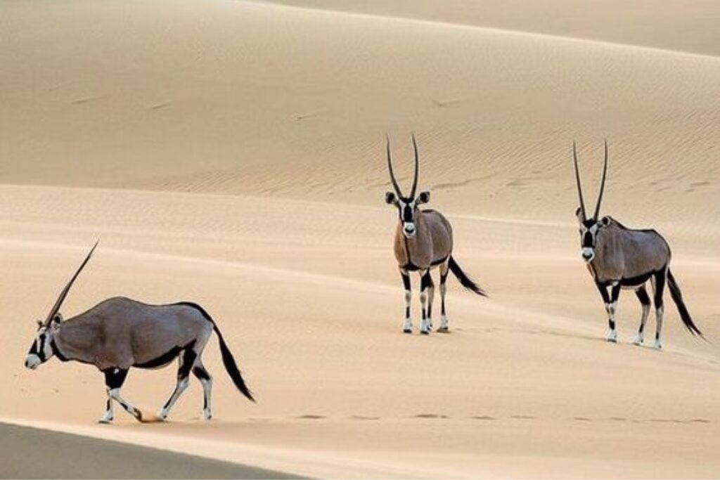 Desert Safari Namibia