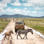 Safari roads in Southern Africa