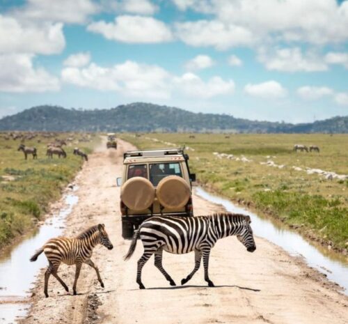 Safari roads in Southern Africa