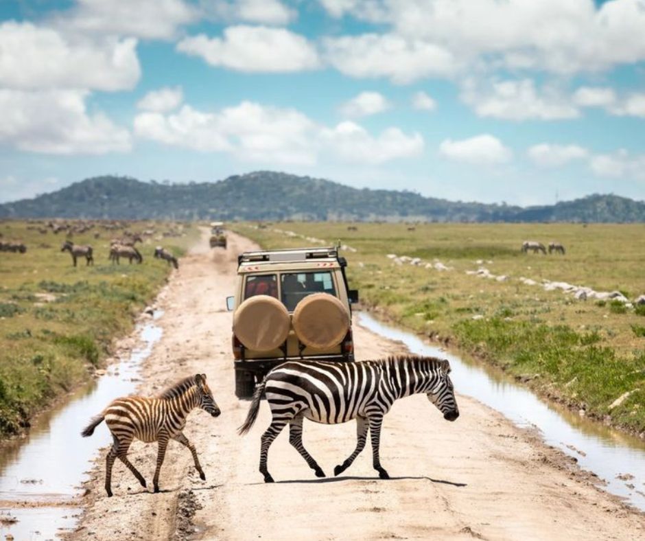 Safari roads in Southern Africa