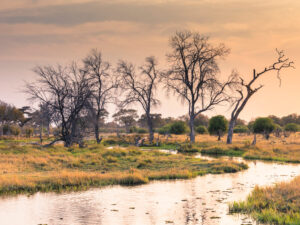 Okavango Delta