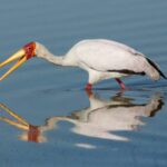 Okavango delta vs Chobe national park