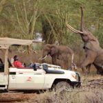 Unique Wildlife Encounters in Botswana's