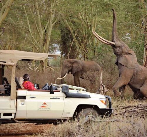 Unique Wildlife Encounters in Botswana's