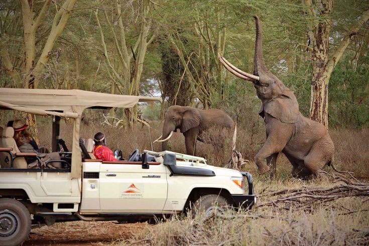 Unique Wildlife Encounters in Botswana's