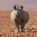 rhino tracking
